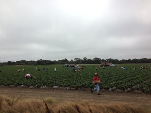 Strawberry fields near Watsonville.